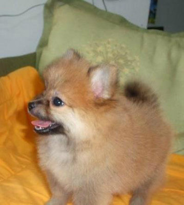 Tiny Pomeranian Female - Pomeranian Dog