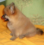 Tiny Pomeranian Female - Pomeranian Dog