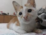 Chestnut - Domestic Short Hair Cat