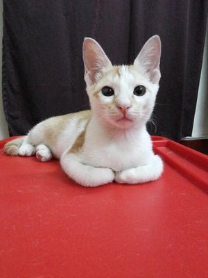 Chestnut - Domestic Short Hair Cat