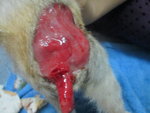 Close up of kelabu's open wound