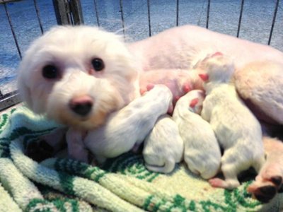 Hot Maltese - Maltese Dog