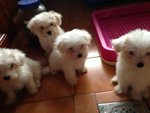 Hot Maltese - Maltese Dog