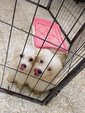 Hot Maltese - Maltese Dog