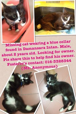 Damansara Intan Pj Lost Cat  - Domestic Medium Hair + Domestic Short Hair Cat