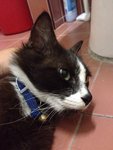 Damansara Intan Pj Lost Cat  - Domestic Medium Hair + Domestic Short Hair Cat