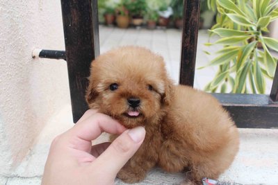 Tiny Poodle Puppy - Poodle Dog