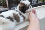 Tw Quality Shih Tzu Pup - Shih Tzu Dog