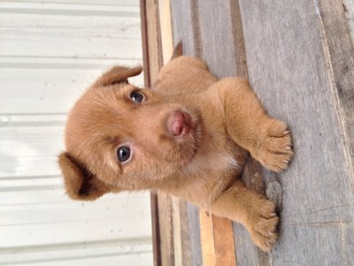 Brownee - Mixed Breed Dog