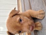 Brownee - Mixed Breed Dog