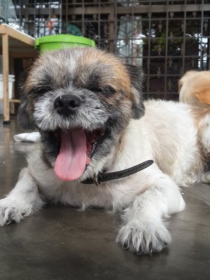 Belle - Shih Tzu Dog