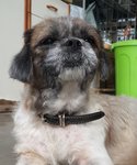 Belle - Shih Tzu Dog