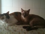 Jj And Trixy - Siamese + Domestic Medium Hair Cat