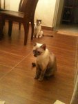 Jj And Trixy - Siamese + Domestic Medium Hair Cat