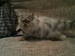 Cfa Flat Face Smokey Black Kitten - Persian Cat