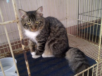 Fonny - Maine Coon + American Wirehair Cat