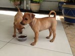 Hana (Female) Ben (Male) - Mixed Breed Dog