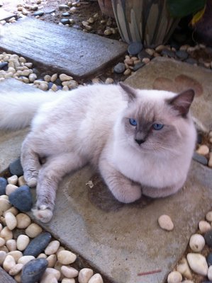 Rusty - Ragdoll Cat