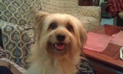 Happy - Shih Tzu + Terrier Dog