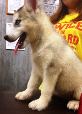 Husky - Blue Eyes And Grey Coat - Husky Dog