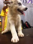 Husky - Blue Eyes And Grey Coat - Husky Dog