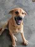 Mi Mi (Spayed) - Mixed Breed Dog