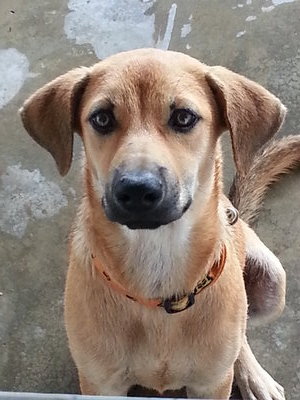 Mi Mi (Spayed) - Mixed Breed Dog