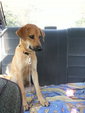 Mi Mi (Spayed) - Mixed Breed Dog