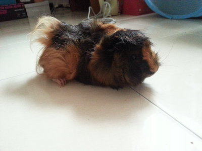 Sherry - Guinea Pig Small & Furry