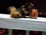 Sherry - Guinea Pig Small & Furry