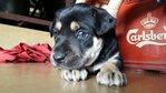 6 Blackie Pups ( Male-1 Month Old) - Mixed Breed Dog