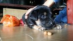 6 Blackie Pups ( Male-1 Month Old) - Mixed Breed Dog