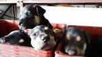 6 Blackie Pups ( Male-1 Month Old) - Mixed Breed Dog