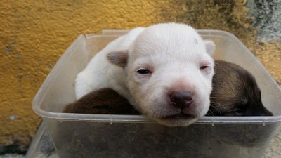 3 White Female &amp; 2 Brown Male ) - Mixed Breed Dog