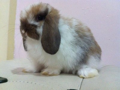 Holland Lop - Broken Tort 002 - Holland Lop Rabbit