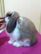 Holland Lop - Broken Tort 002 - Holland Lop Rabbit