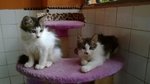 Furry Kittens! - Calico + Singapura Cat