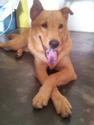 Harsha - Mixed Breed Dog