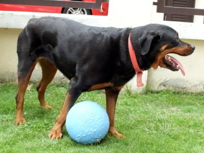 Rottweiler - Rottweiler Dog