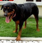 Rottweiler - Rottweiler Dog