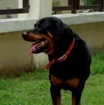 Rottweiler - Rottweiler Dog