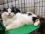 Faray - American Curl Cat