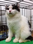 Faray - American Curl Cat