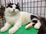 Faray - American Curl Cat