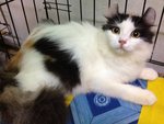 Faray - American Curl Cat