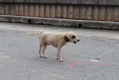 Unknown - Mixed Breed Dog