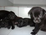 The Little Blackies - Mixed Breed Dog