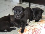 The Little Blackies - Mixed Breed Dog