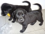 The Little Blackies - Mixed Breed Dog