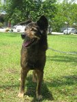 Brownie - Mixed Breed Dog